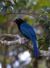 Cyanocorax melanocyaneus