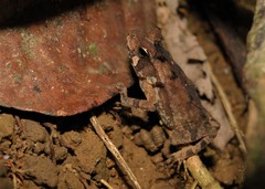 Rhinella crucifer