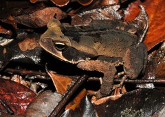 Rhinella crucifer
