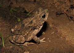 Rhinella granulosa