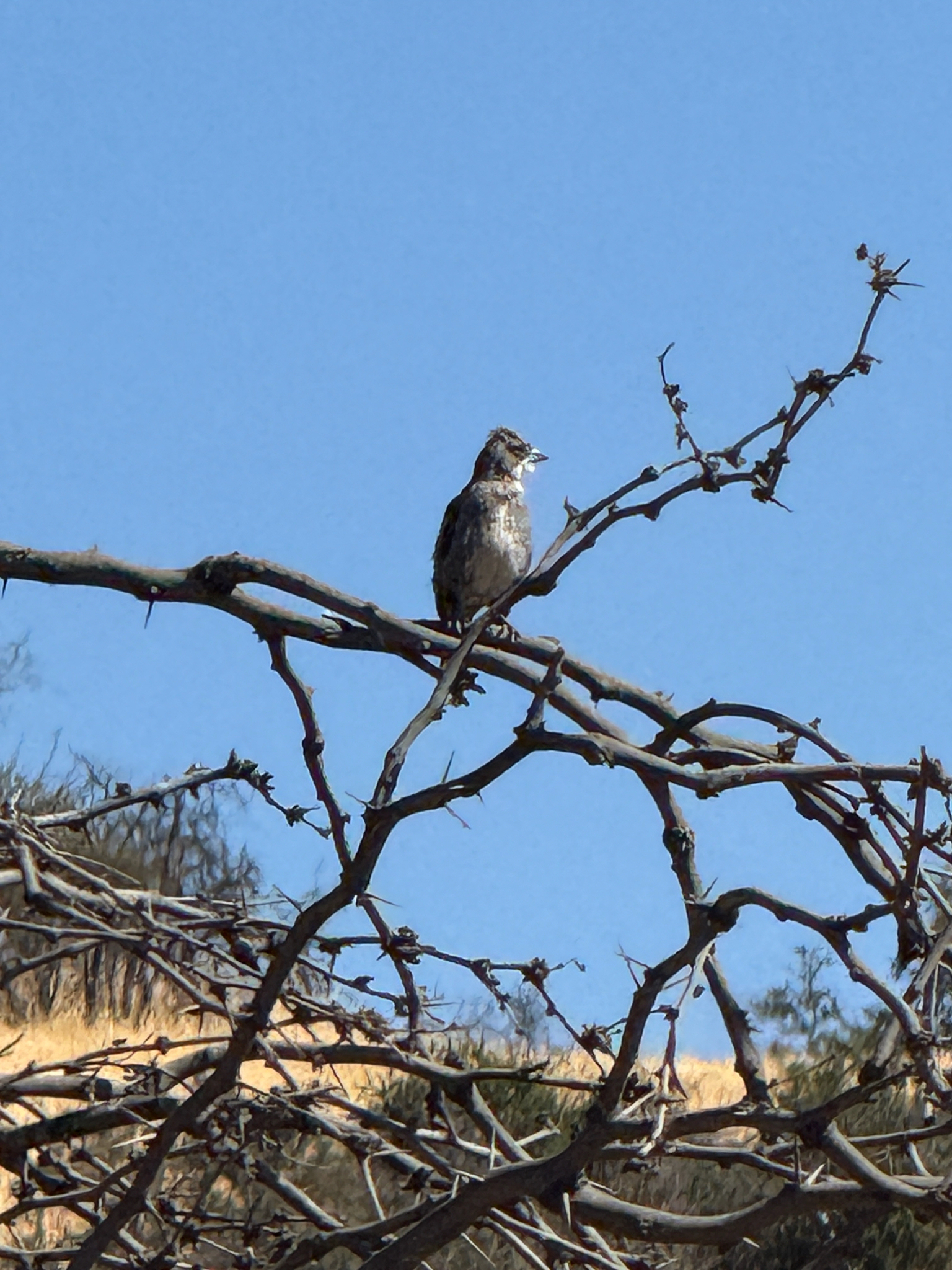 Diuca Finch (Diuca diuca), photo 4