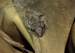 Pristimantis ramagii