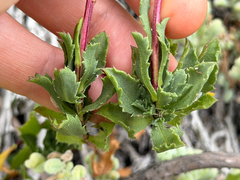 (c) Cody Hinchliff, some rights reserved (CC BY) Haplopappus chrysanthemifolius, photograph (c) Cody Hinchliff, some rights reserved (CC BY)
