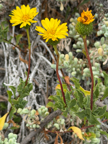Haplopappus chrysanthemifolius, photograph 2