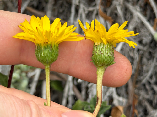 Haplopappus chrysanthemifolius
