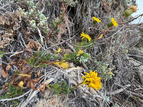 Haplopappus chrysanthemifolius, photograph 3