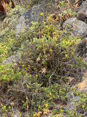 (c) Cody Hinchliff, some rights reserved (CC BY) Haplopappus chrysanthemifolius, photograph (c) Cody Hinchliff, some rights reserved (CC BY)