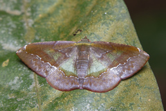 Fascellina meligerys