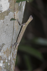 Draco melanopogon