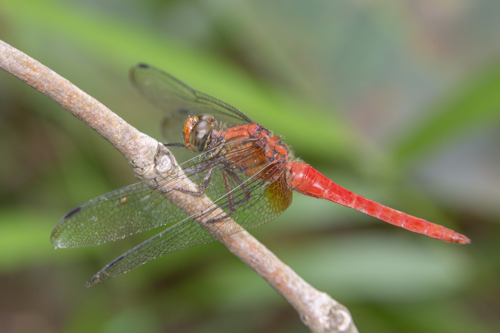 Orange Skimmer