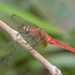 赭黃蜻蜓 - Photo 由 budak 所上傳的 (c) budak，保留部份權利CC BY-NC