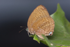 Arhopala major major