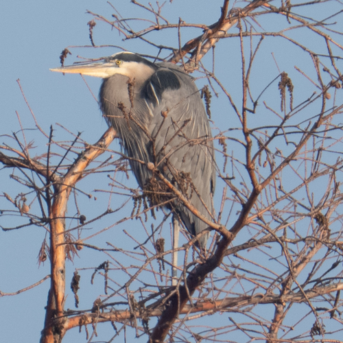 Great Blue Heron