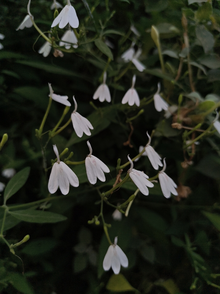 Bạch hạc – Rhinacanthus nasutus