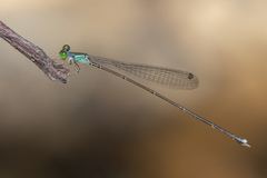 Amphicnemis gracilis