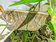 Cimicodes angustipennis