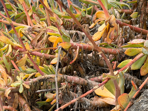 Cistanthe laxiflora, photograph 6