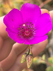 Cistanthe laxiflora, photograph (c) Cody Hinchliff, some rights reserved (CC BY)