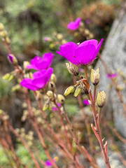 Cistanthe laxiflora, photograph (c) Cody Hinchliff, some rights reserved (CC BY)
