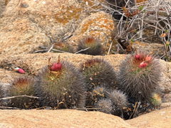 Eriosyce subgibbosa