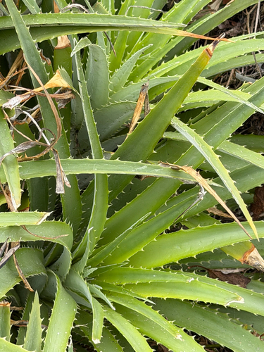 Ochagavia litoralis, photograph 4
