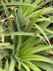 Ochagavia litoralis, photograph (c) Cody Hinchliff, some rights reserved (CC BY)
