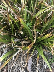 Carex communis