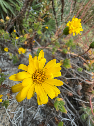 Haplopappus chrysanthemifolius, photograph 5