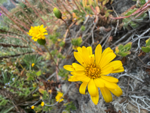 Haplopappus chrysanthemifolius, photograph 6