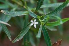 Eriostemon
