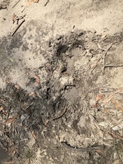 Tachyglossus aculeatus