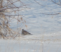 Turdus pilaris
