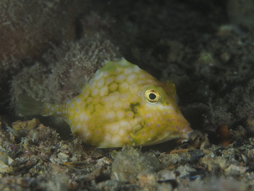 Smallspine turretfish (Tetrosomus reipublicae) — Ostraciidae — 4