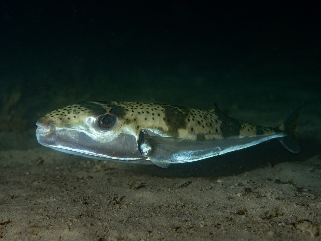 Giant toadfish (Lagocephalus sceleratus) — Tetraodontidae