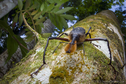 Rhinostomus barbirostris (J.C.Fabricius, 1775)