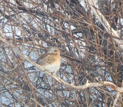 Turdus pilaris