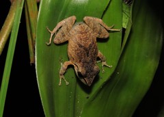 Pristimantis ramagii