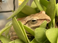 Polypedates megacephalus