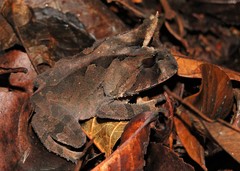 Proceratophrys renalis