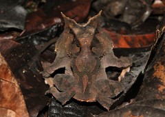 Proceratophrys renalis