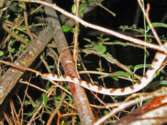 Lycodryas pseudogranuliceps