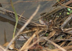 Pseudopaludicola canga