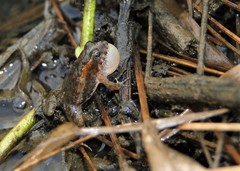 Pseudopaludicola canga