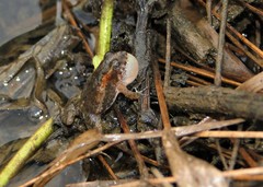Pseudopaludicola canga