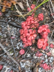 Drosera slackii