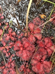 Drosera slackii