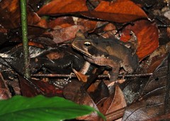 Rhinella crucifer