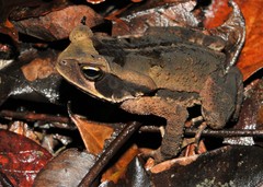 Rhinella crucifer