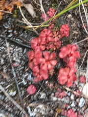 Drosera slackii