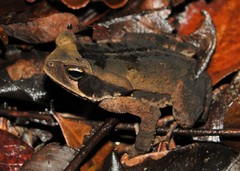 Rhinella crucifer